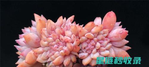 多肉植物养护：夏季遮荫与通风的必要性 (魔法师多肉植物养护)